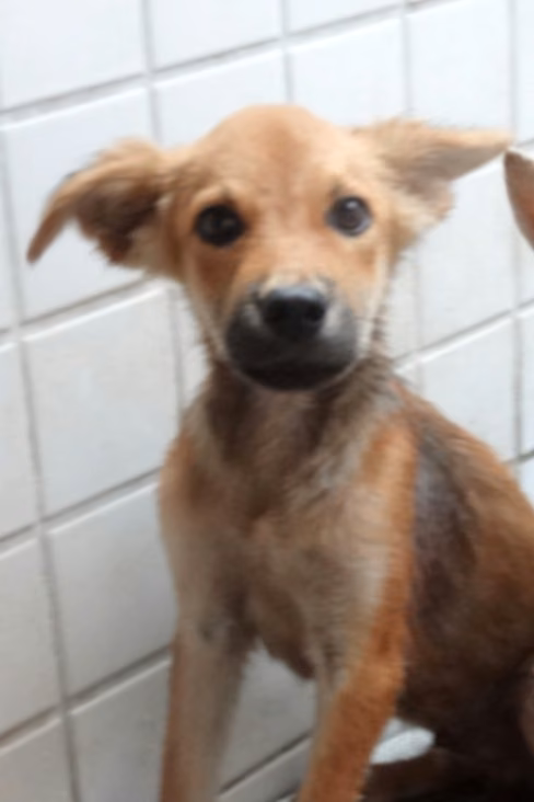 The dog, from the shelter's listing