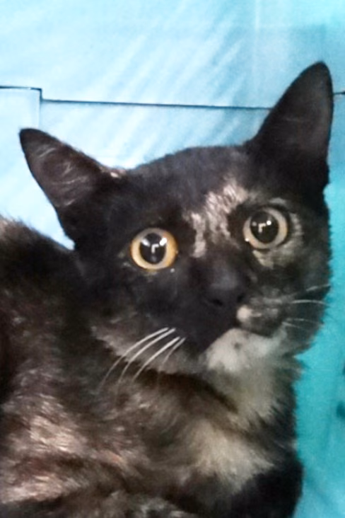 The cat, from the shelter's listing