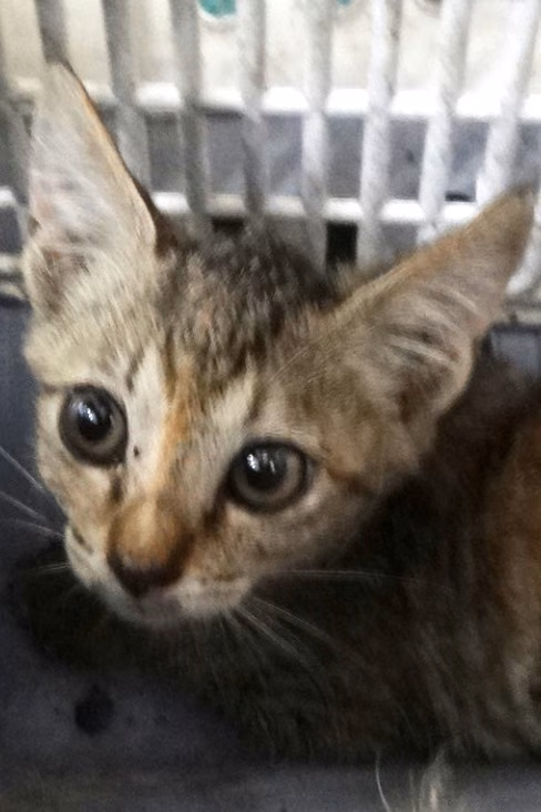 The cat, from the shelter's listing