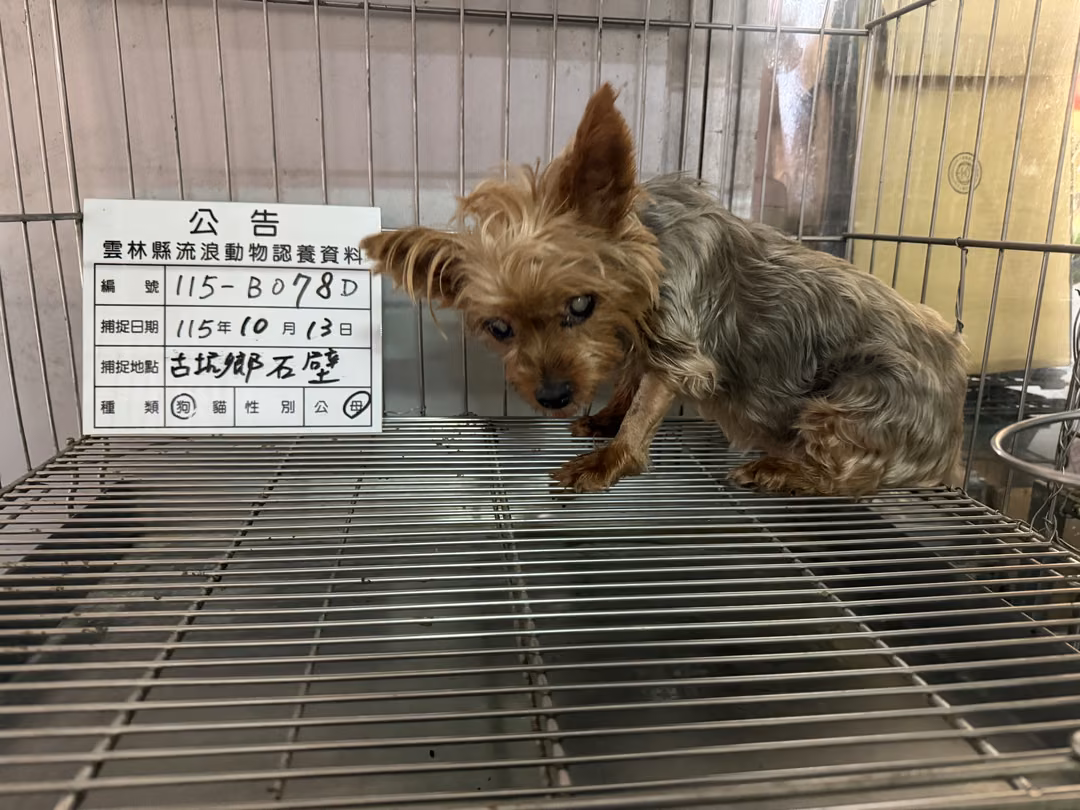 The dog, from the shelter's listing