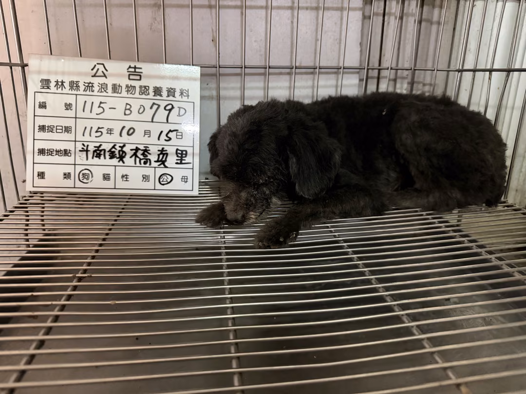 The dog, from the shelter's listing