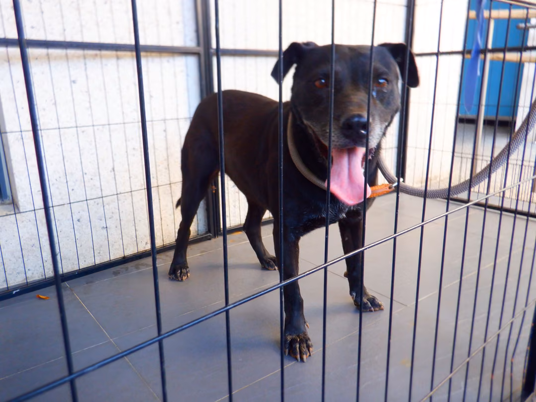 The dog, from the shelter's listing