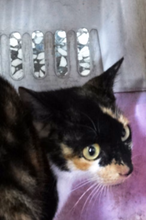 The cat, from the shelter's listing