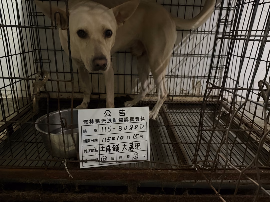 The dog, from the shelter's listing