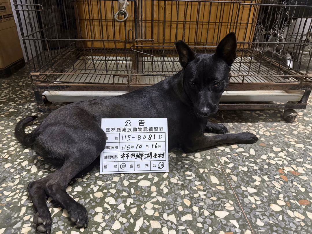 The dog, from the shelter's listing