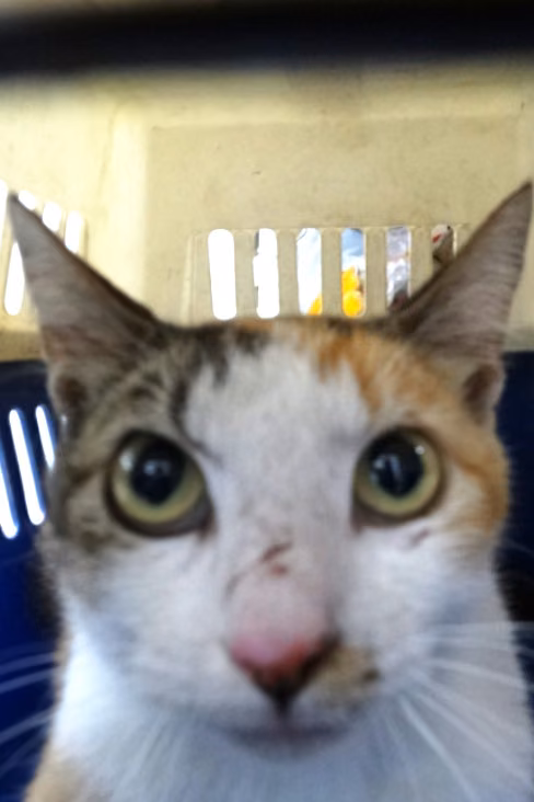 The cat, from the shelter's listing