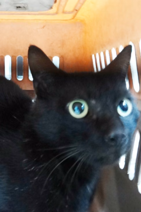 The cat, from the shelter's listing