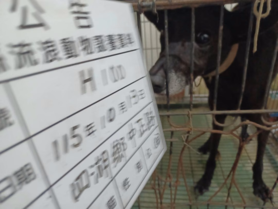 The dog, from the shelter's listing