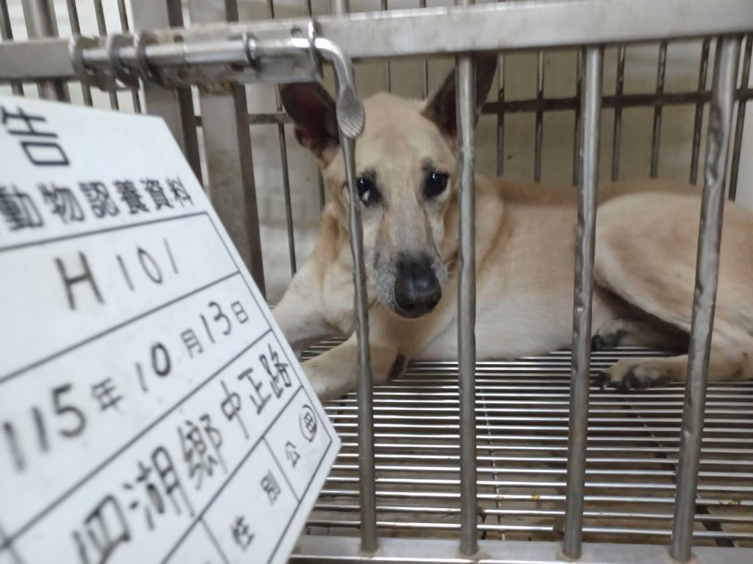 The dog, from the shelter's listing