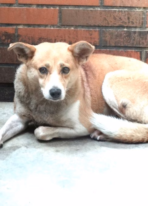 The dog, from the shelter's listing