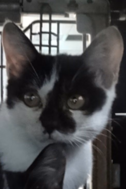 The cat, from the shelter's listing