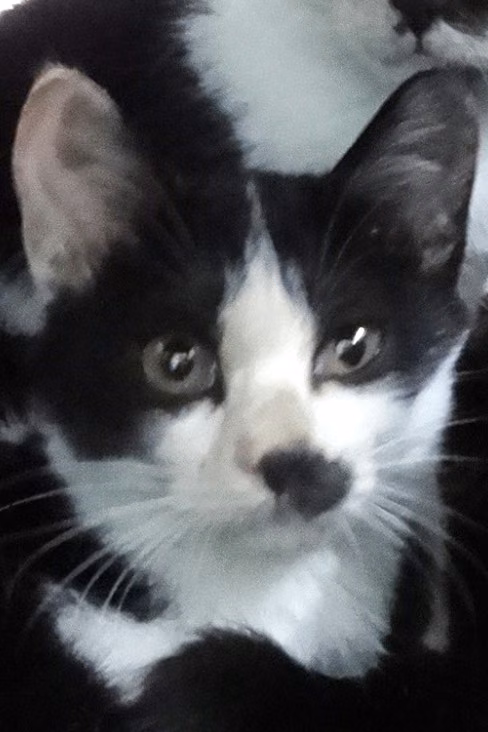 The cat, from the shelter's listing