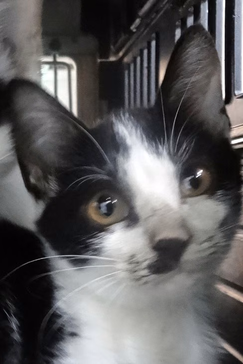 The cat, from the shelter's listing