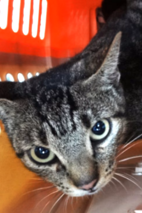 The cat, from the shelter's listing