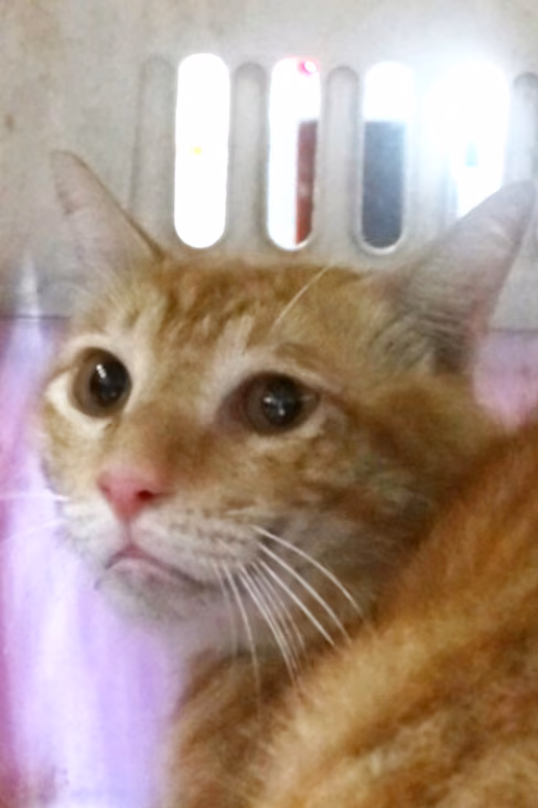 The cat, from the shelter's listing