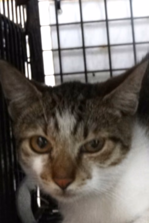 The cat, from the shelter's listing
