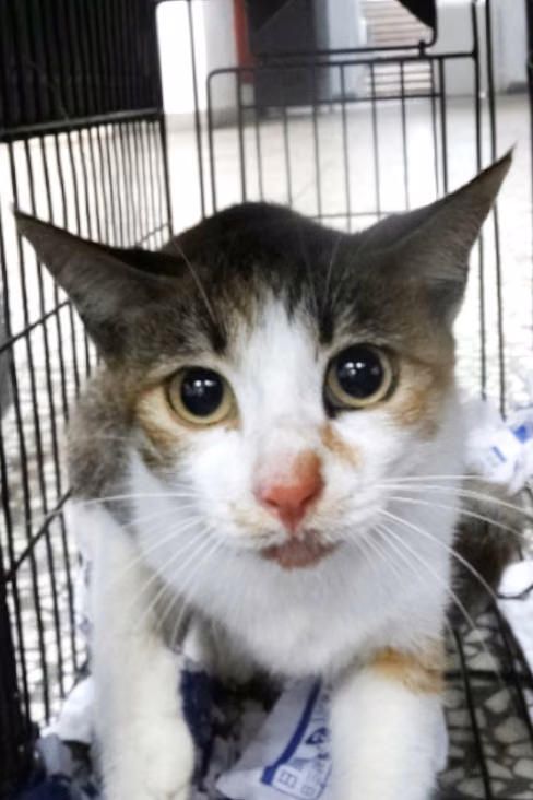 The cat, from the shelter's listing