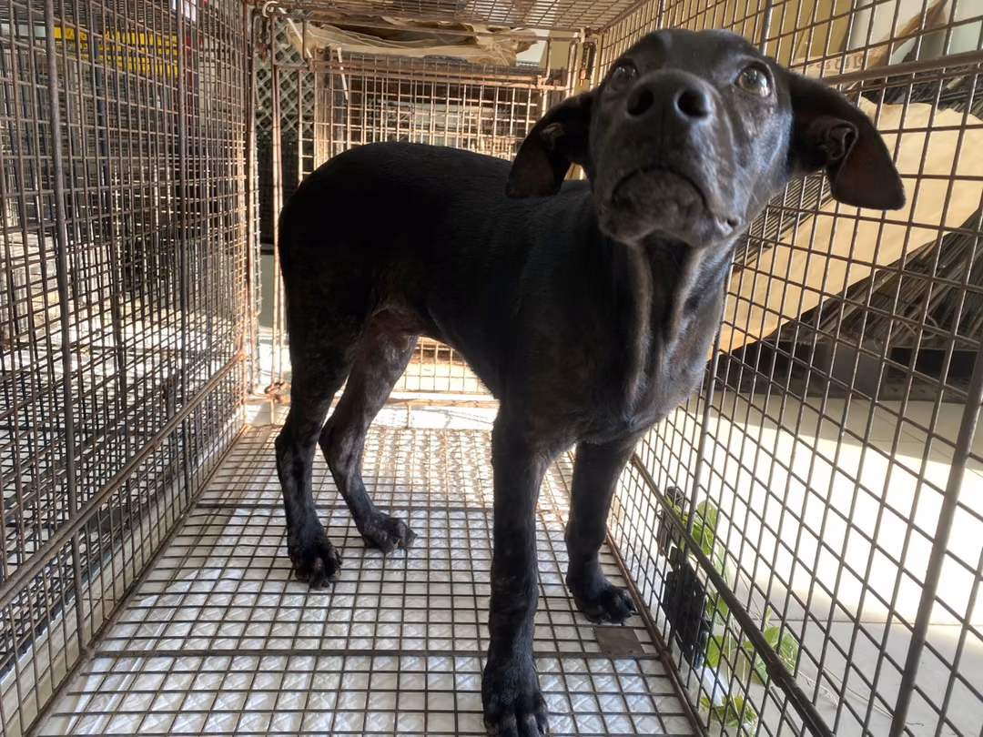 The dog, from the shelter's listing