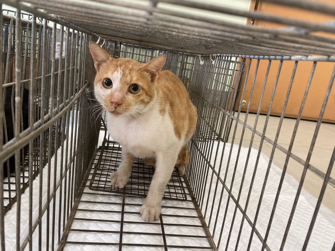The cat, from the shelter's listing