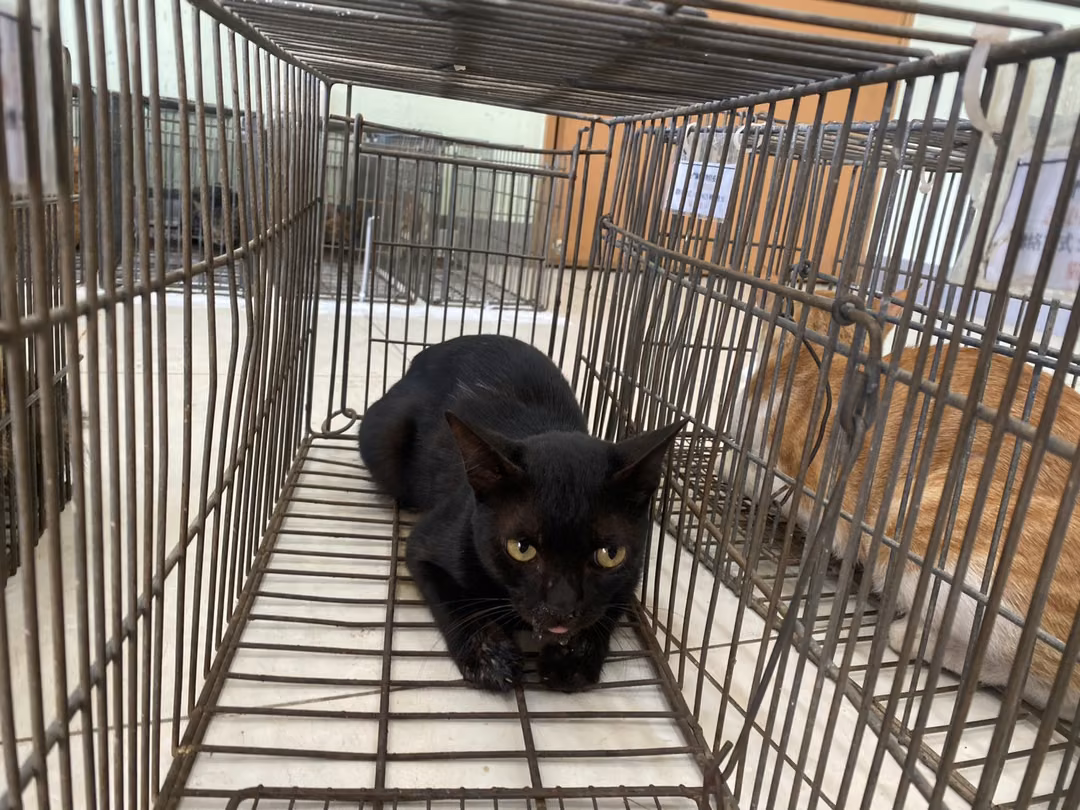 The cat, from the shelter's listing