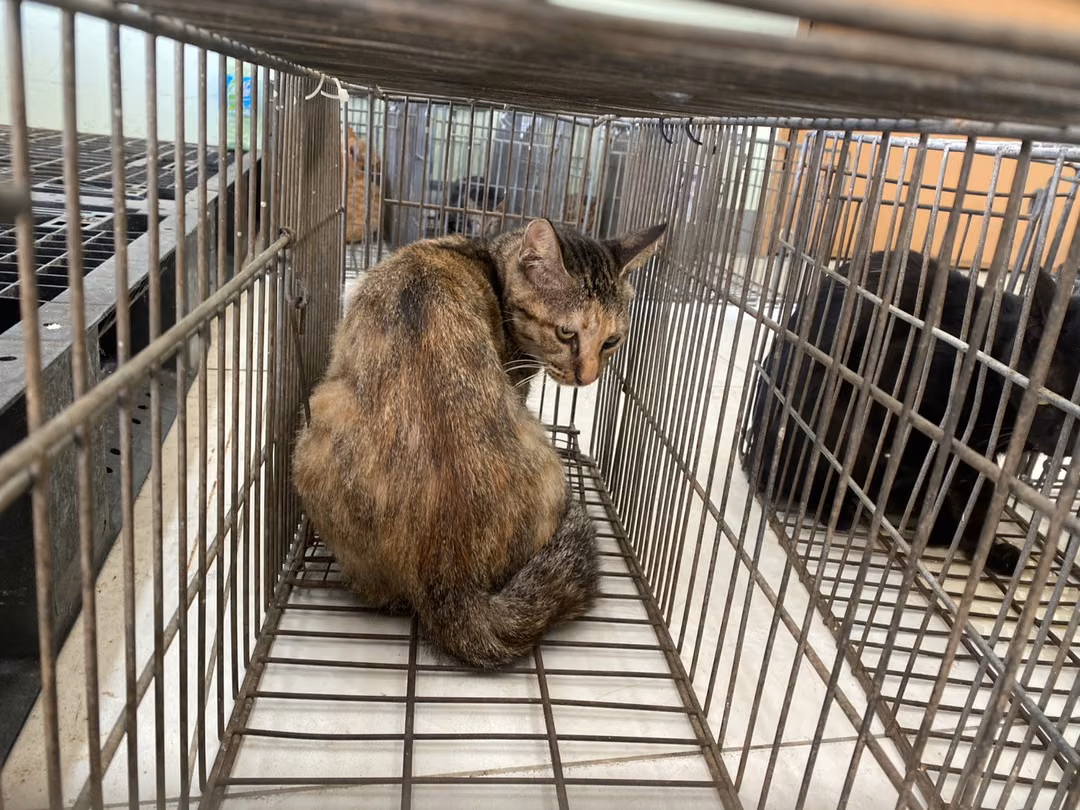 The cat, from the shelter's listing