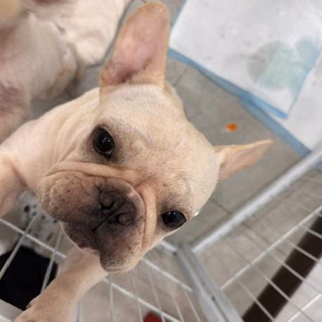 The dog, from the shelter's listing