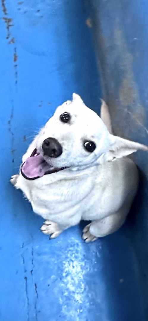 The dog, from the shelter's listing