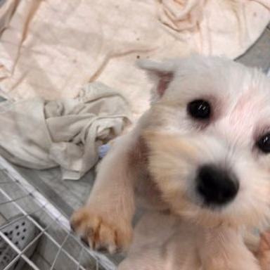 The dog, from the shelter's listing