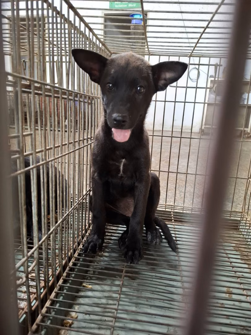 The dog, from the shelter's listing