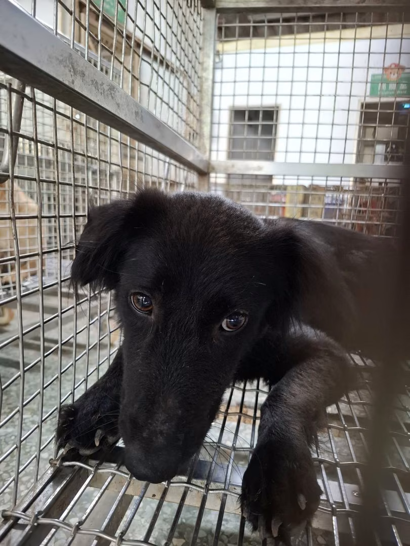 The dog, from the shelter's listing