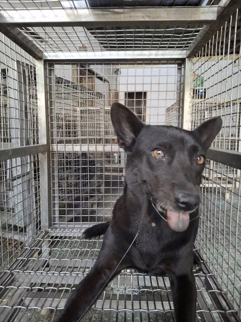 The dog, from the shelter's listing
