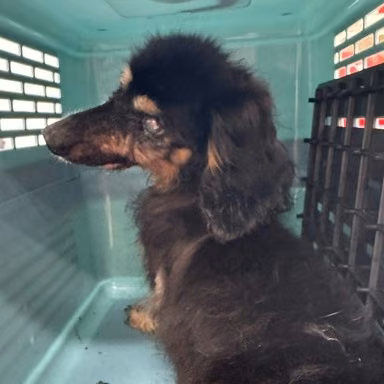 The dog, from the shelter's listing