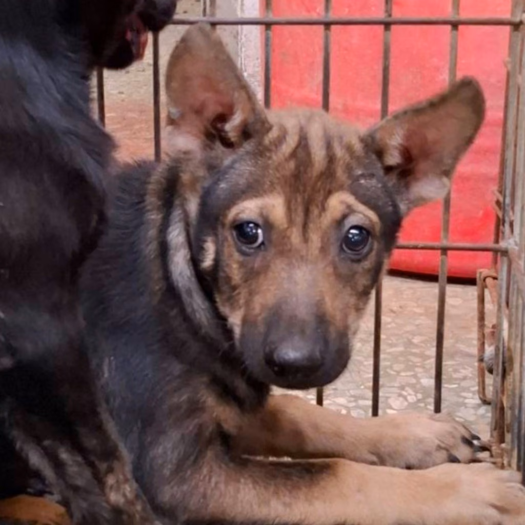 The dog, from the shelter's listing