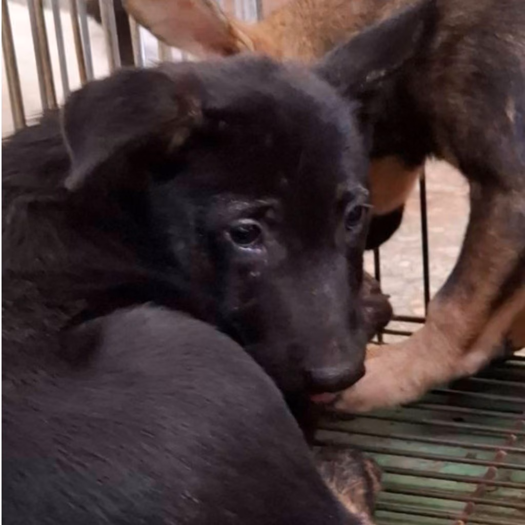 The dog, from the shelter's listing