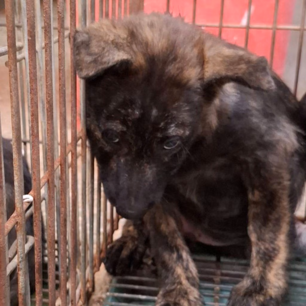 The dog, from the shelter's listing