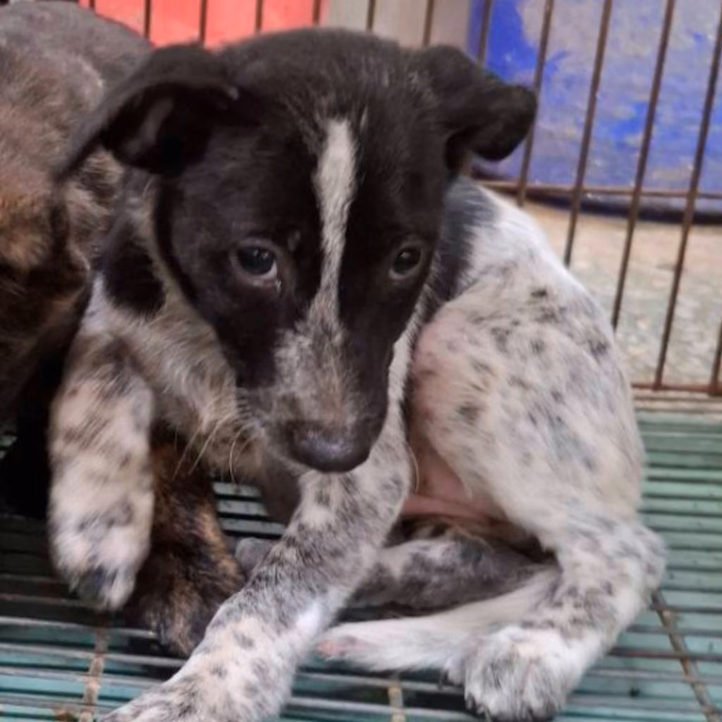 The dog, from the shelter's listing