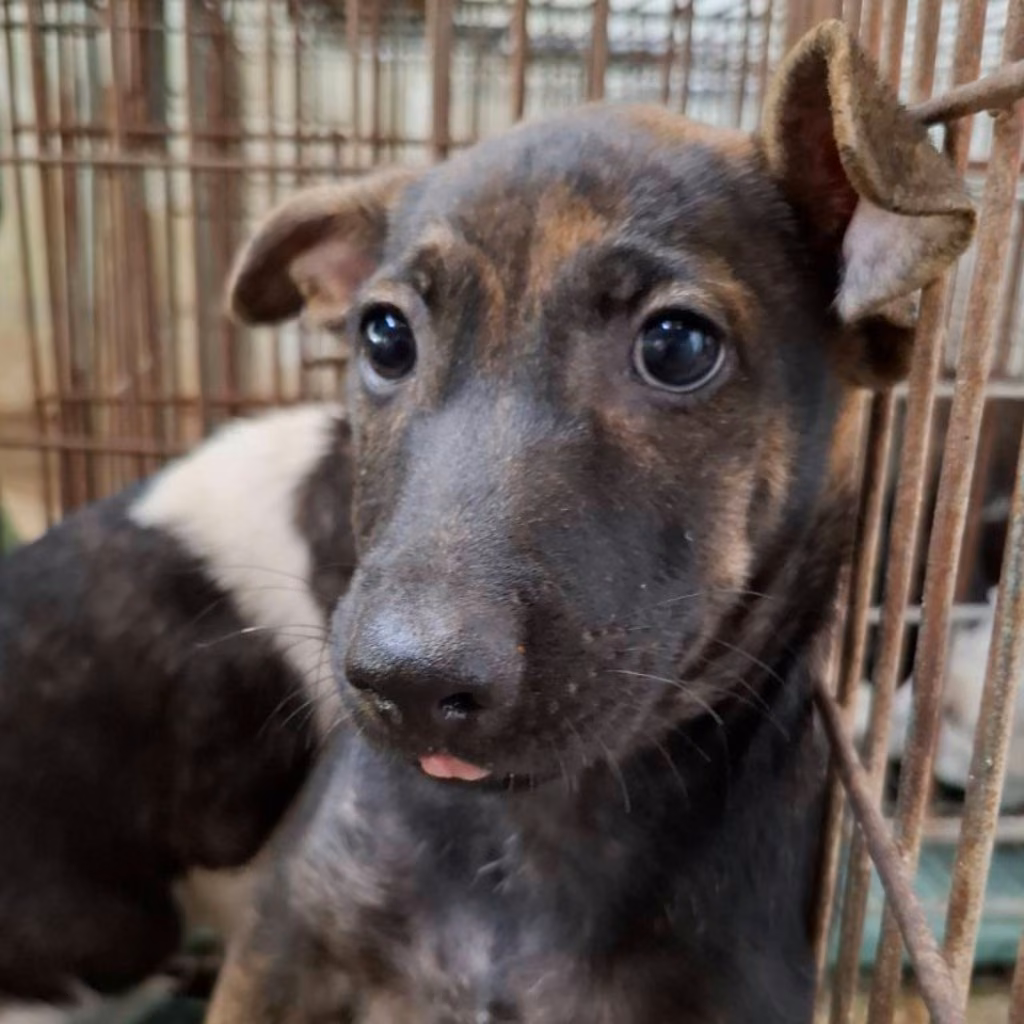 The dog, from the shelter's listing