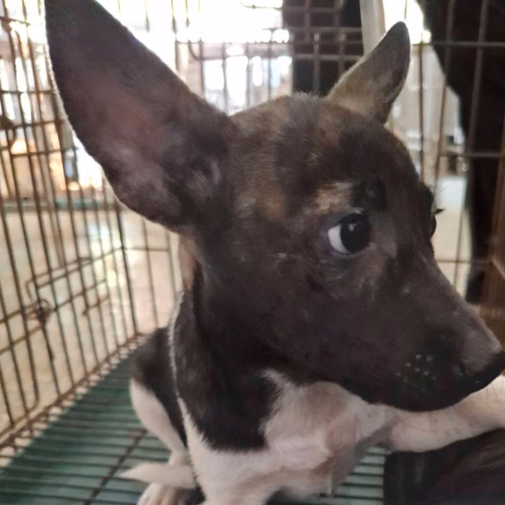 The dog, from the shelter's listing