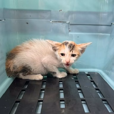 The cat, from the shelter's listing