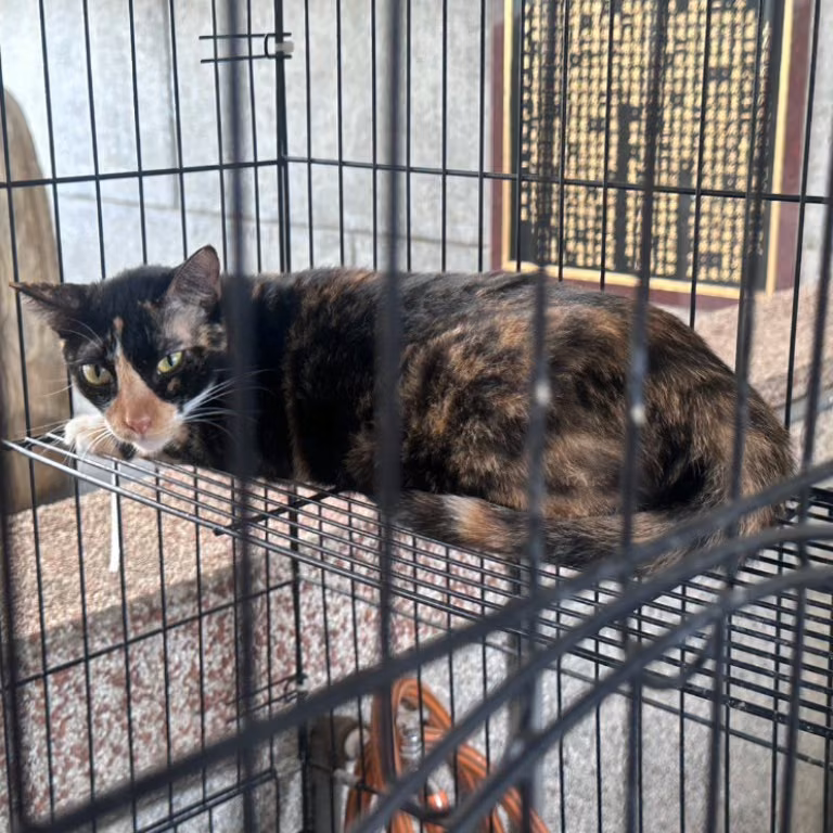 The cat, from the shelter's listing