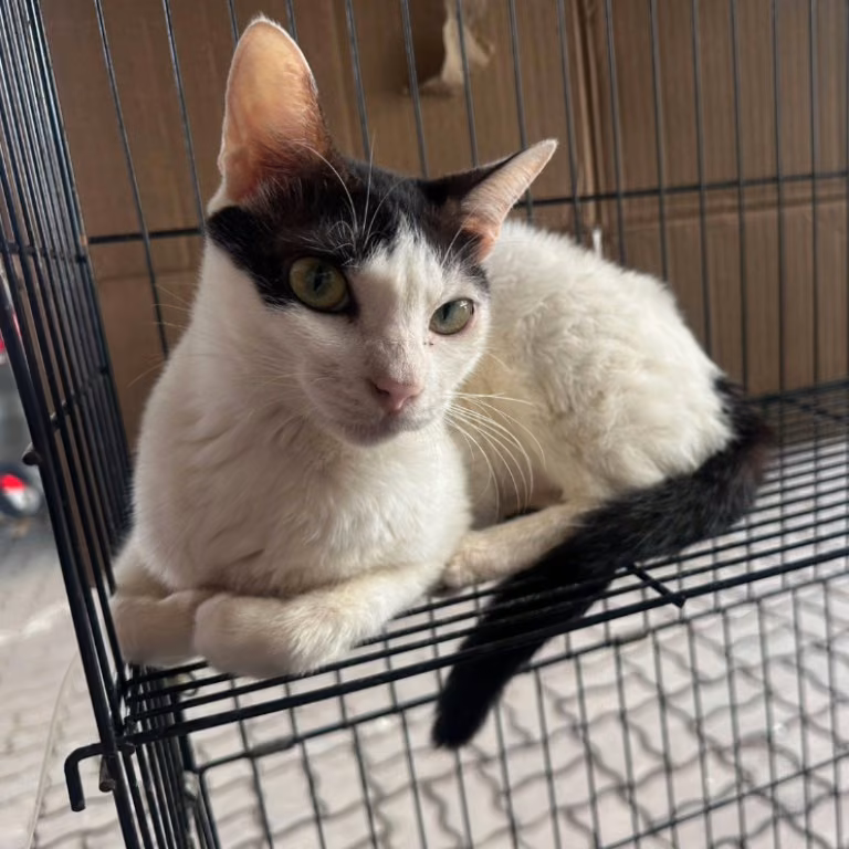 The cat, from the shelter's listing