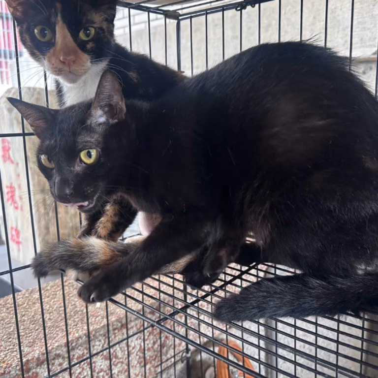 The cat, from the shelter's listing