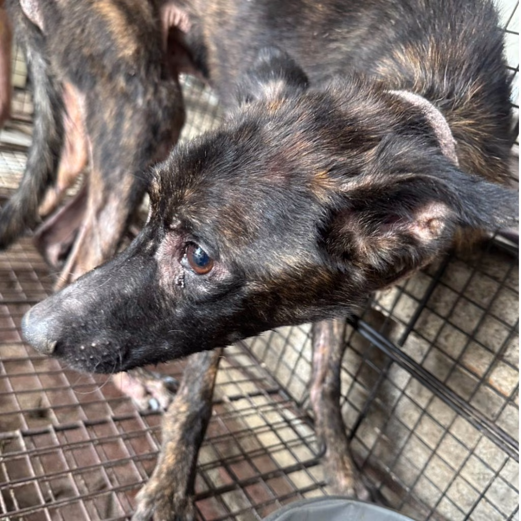 The dog, from the shelter's listing