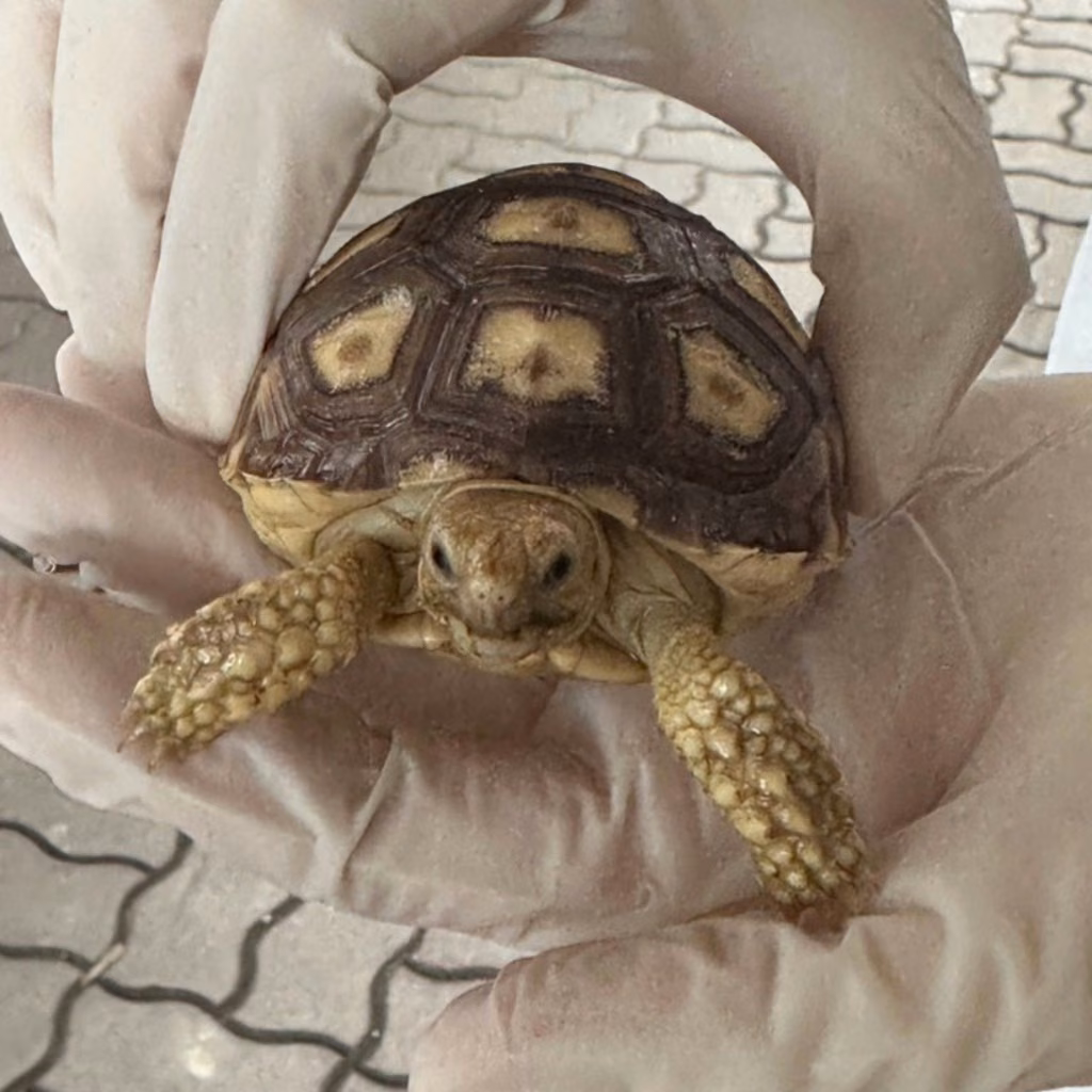 The reptile, from the shelter's listing