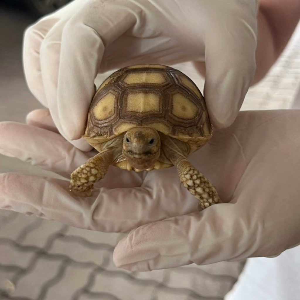The reptile, from the shelter's listing