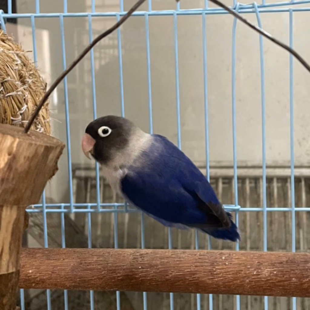 The other, from the shelter's listing