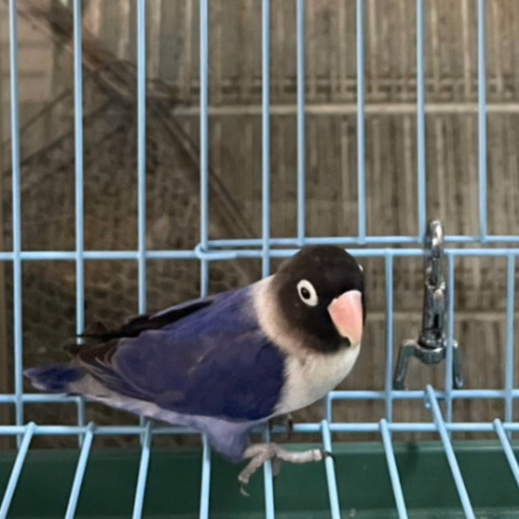 The other, from the shelter's listing