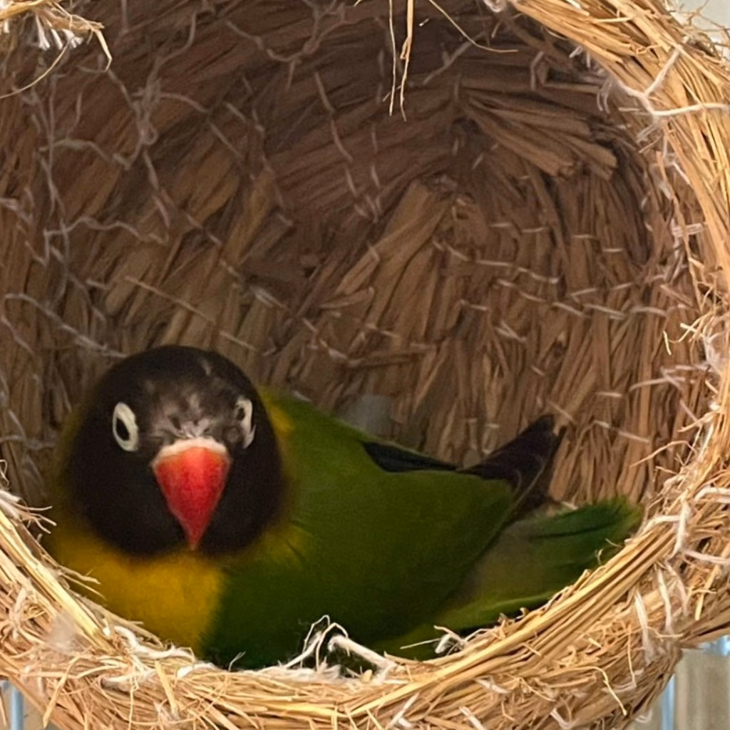 The other, from the shelter's listing