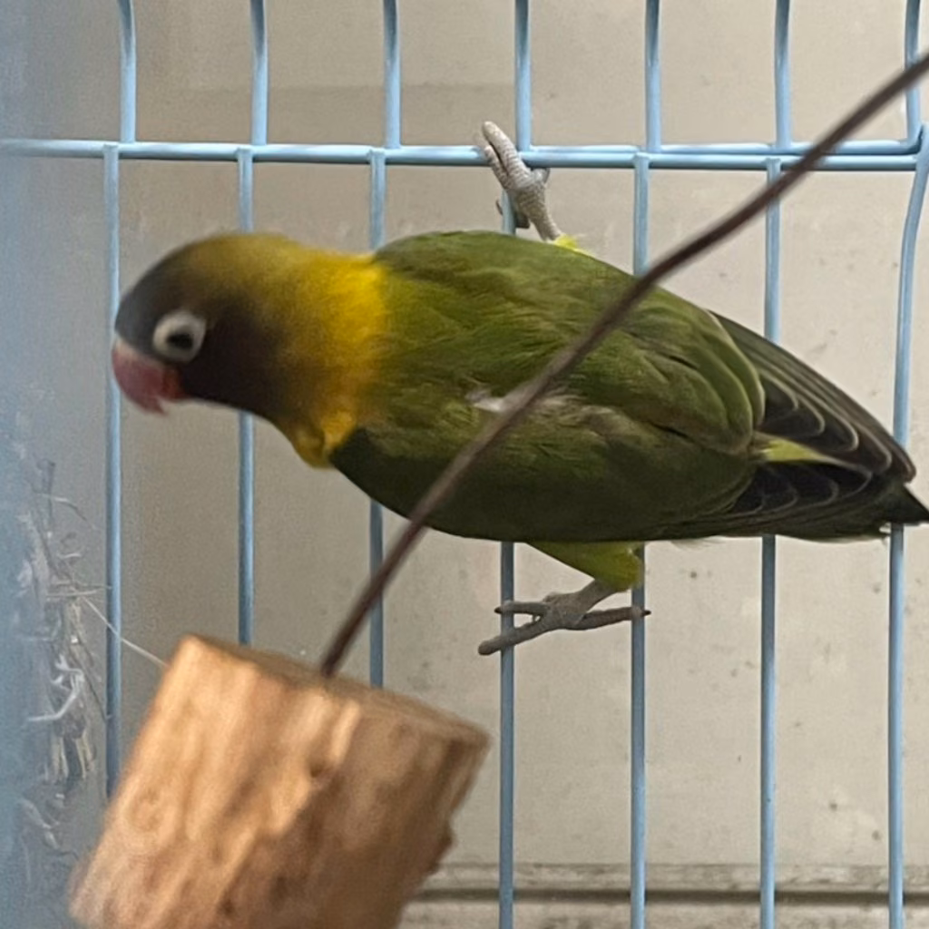 The other, from the shelter's listing