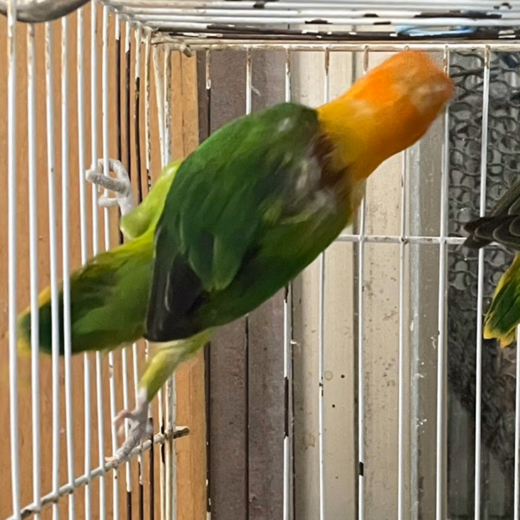 The other, from the shelter's listing